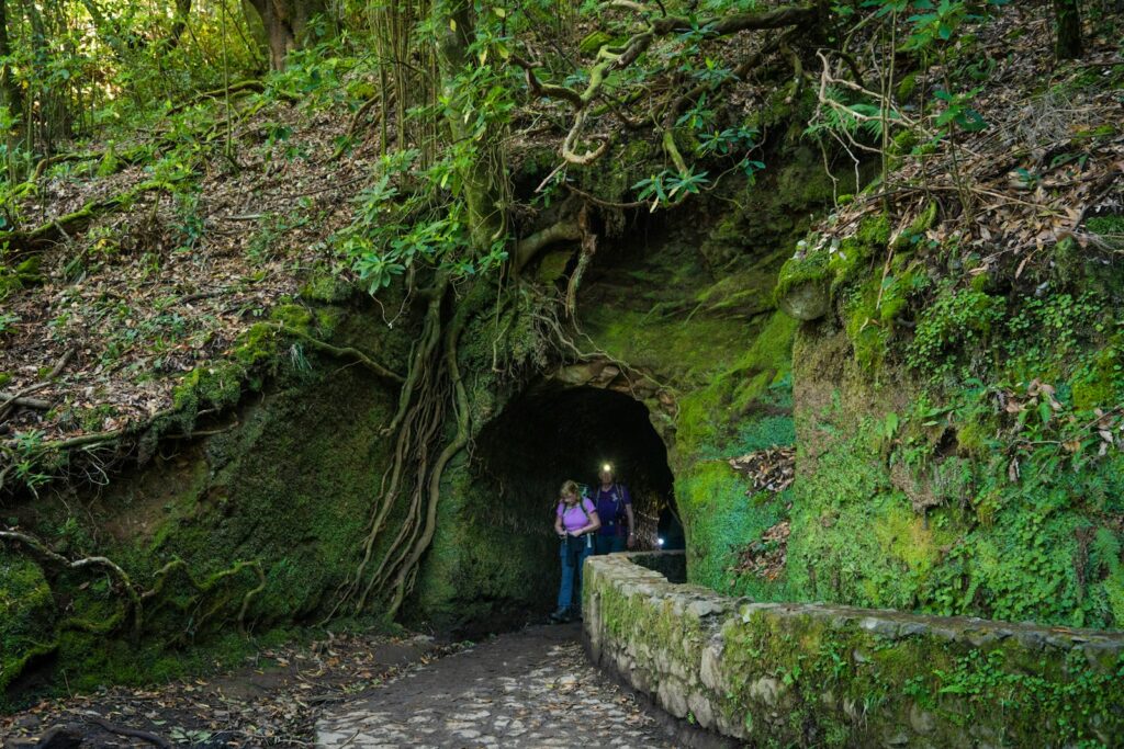Wandelpad langs een levada door groen bos op Madeira