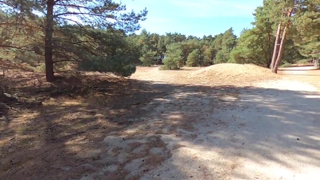 Zandpad met dennenbomen en landduinen in Nationaal Park Bosland