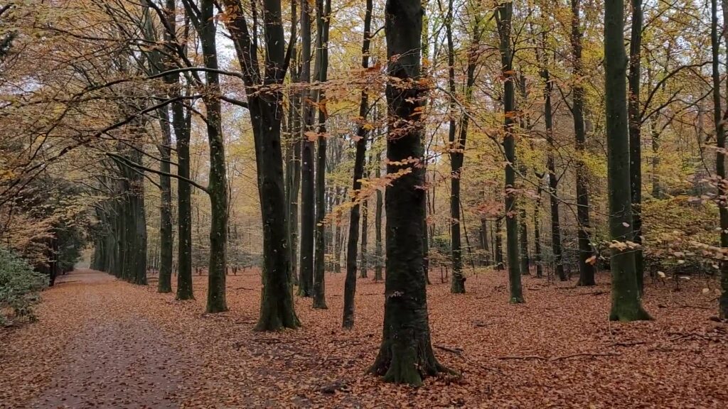 Fietspad door een beukenbos in herfstkleuren op de Veluwe