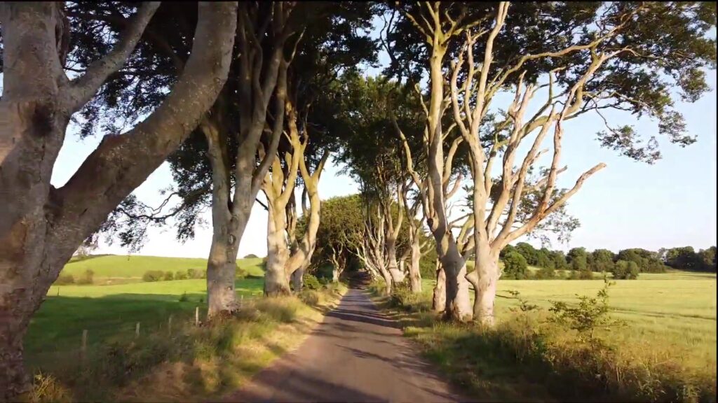 De Dark Hedges, een laan met oude beuken in Noord-Ierland