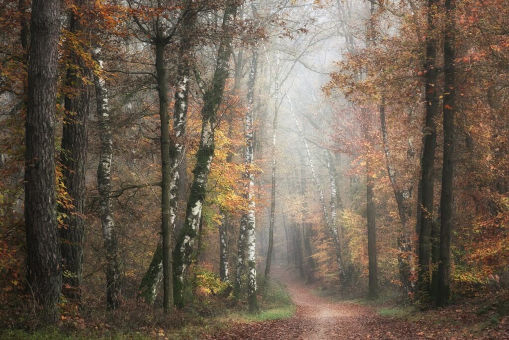Bospad op de Utrechtse Heuvelrug in herfstkleuren